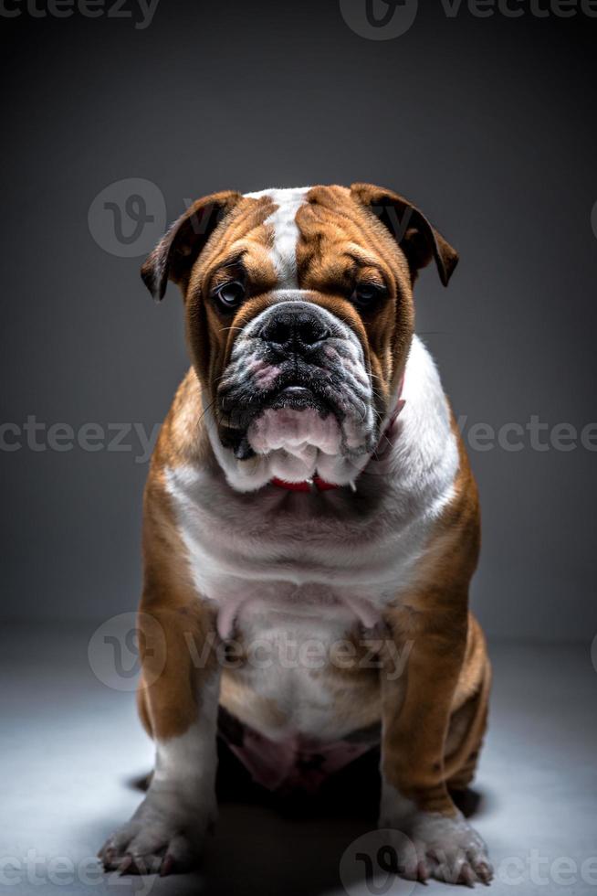 Portrait of English bulldog photo