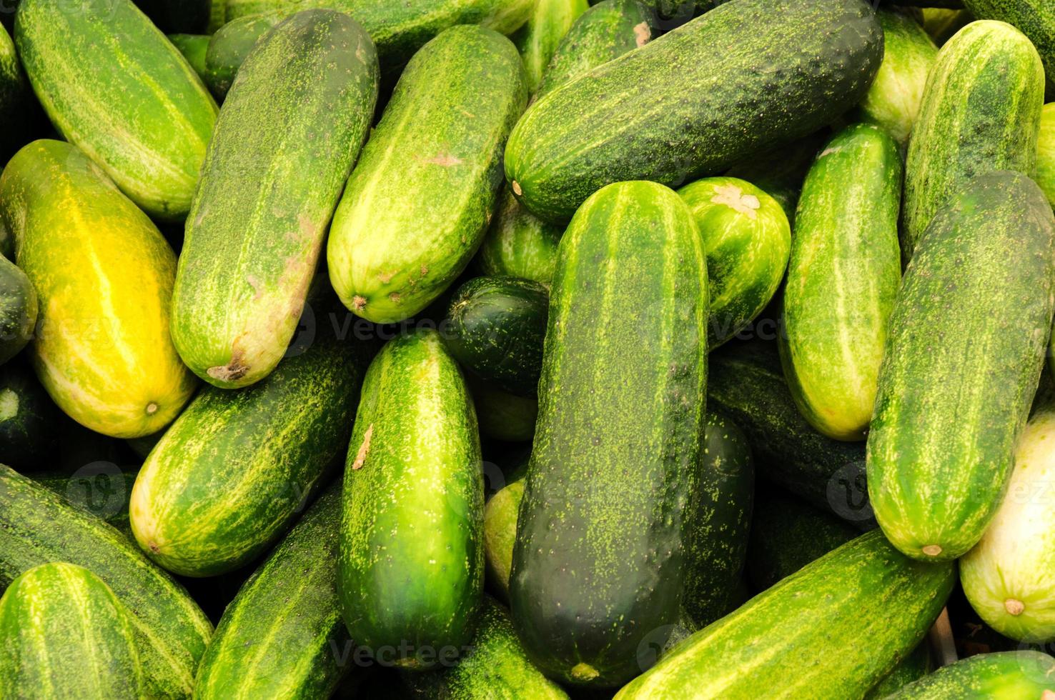 Bunch of cucumber photo