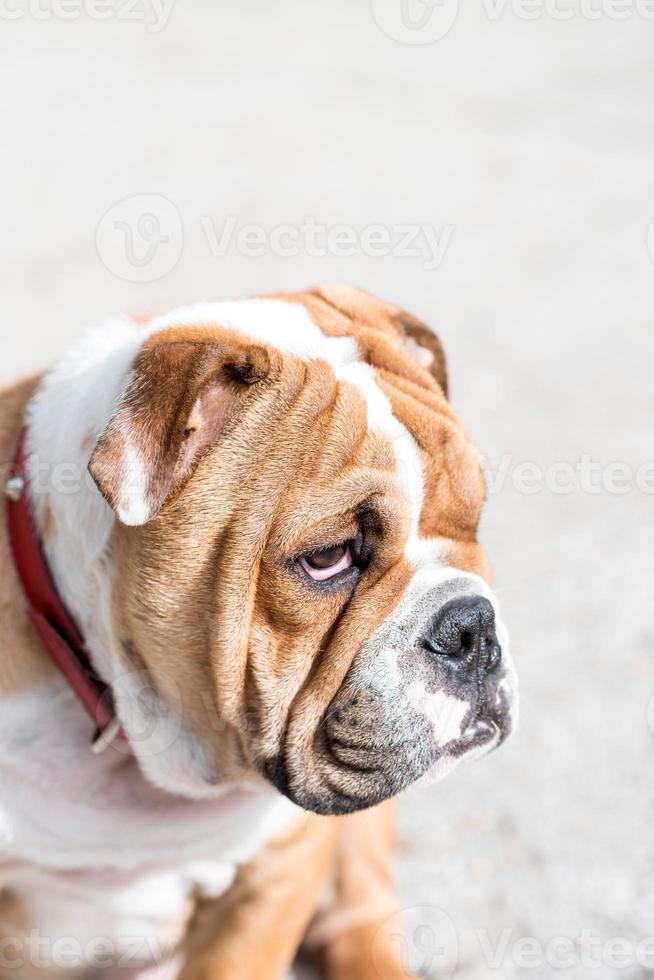 Cute English bulldog photo