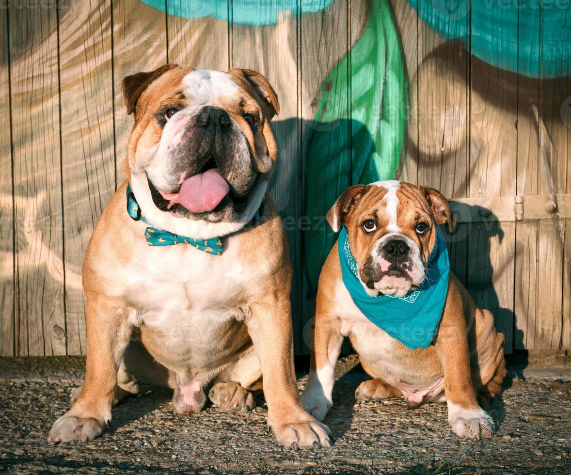 Cute English bulldogs photo