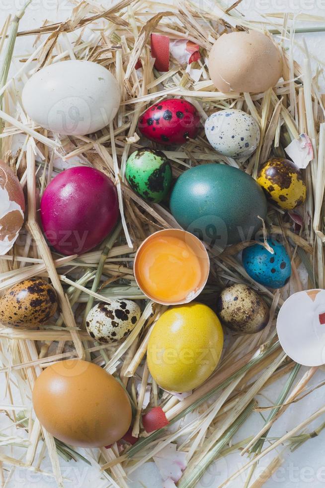 Easter eggs in the nest photo