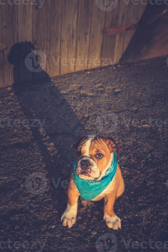 perro con su sombra foto