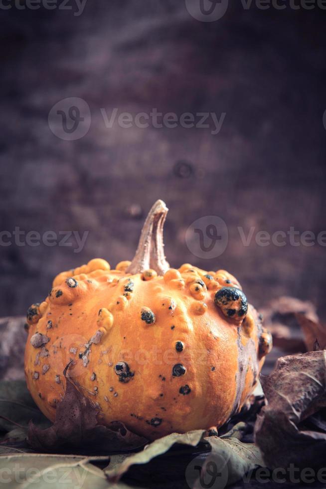 Single scary pumpkin photo