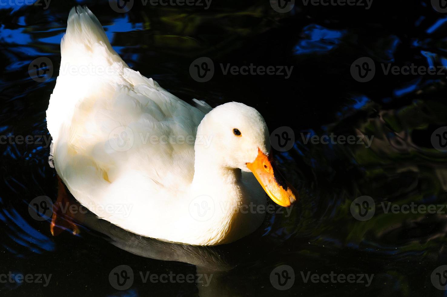 Single white duck photo
