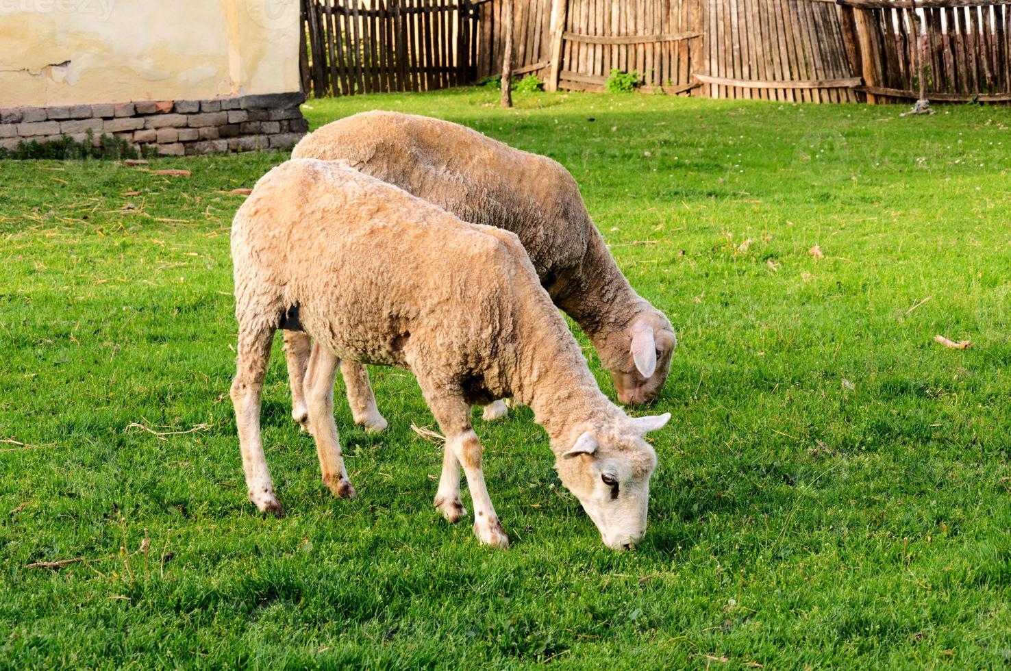 Couple of sheeps photo