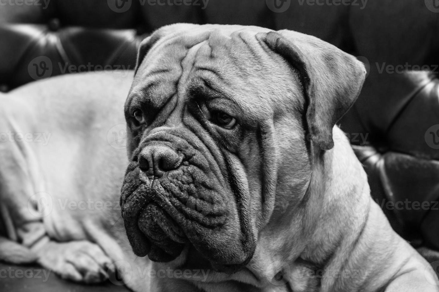 portrait of a dog mastiff photo