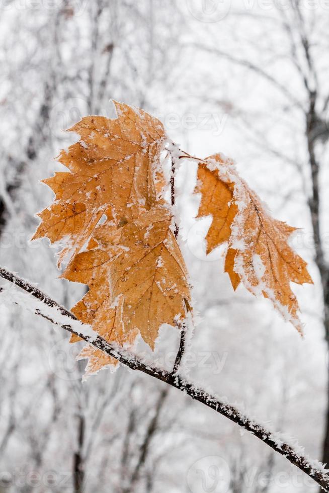 Winter leaves covered with snow and hoarfrost photo