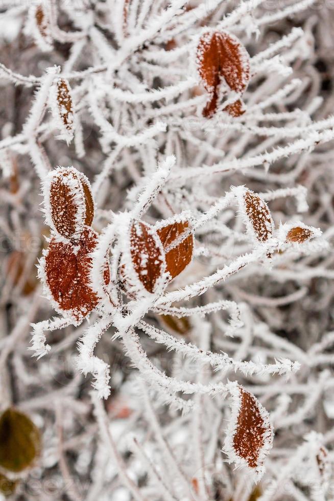 Winter leaves covered with snow and hoarfrost photo