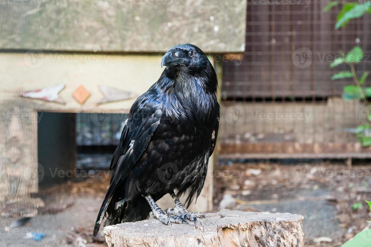 Beautiful black crows sit on a stump photo