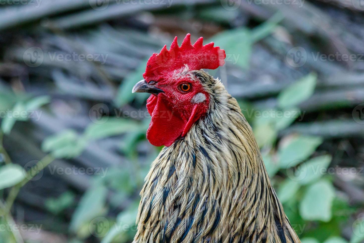 beautiful cock on grass background photo