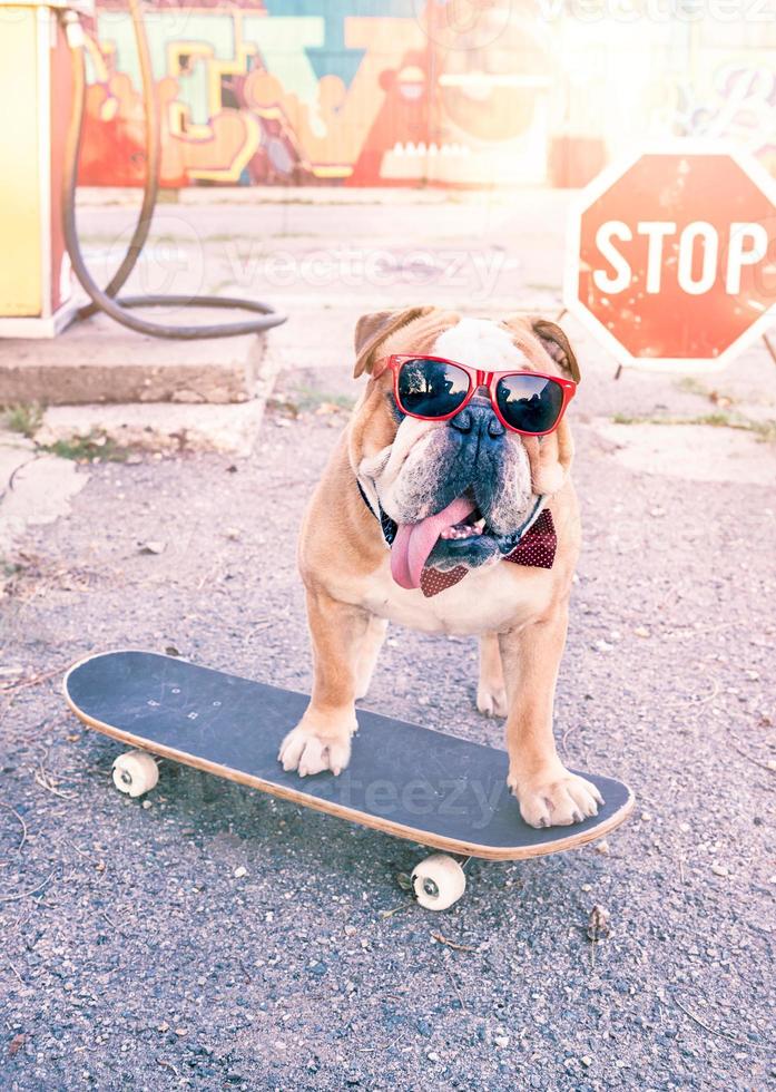 English bulldog on the skateboard photo