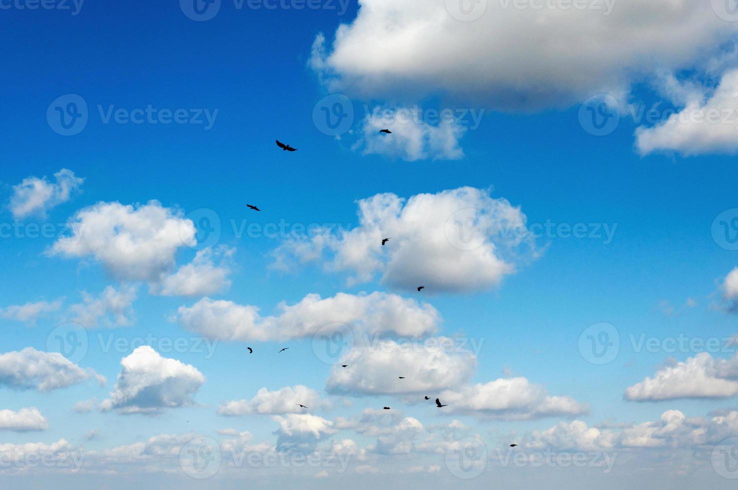 Birds and clouds photo