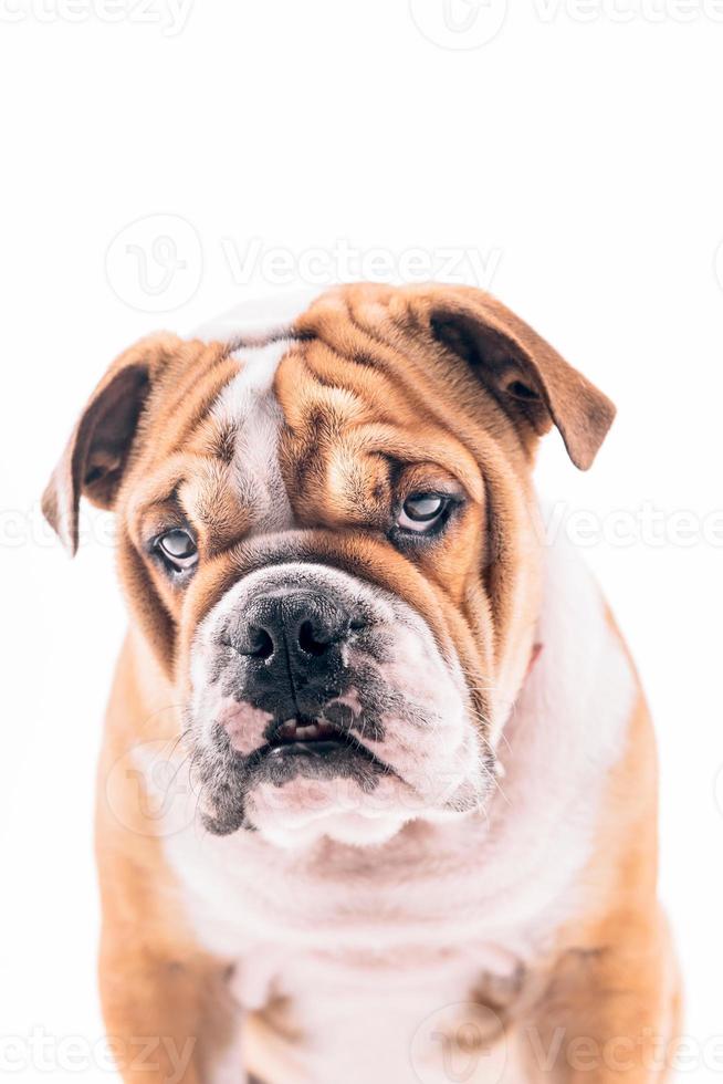 English bulldog pup portrait photo