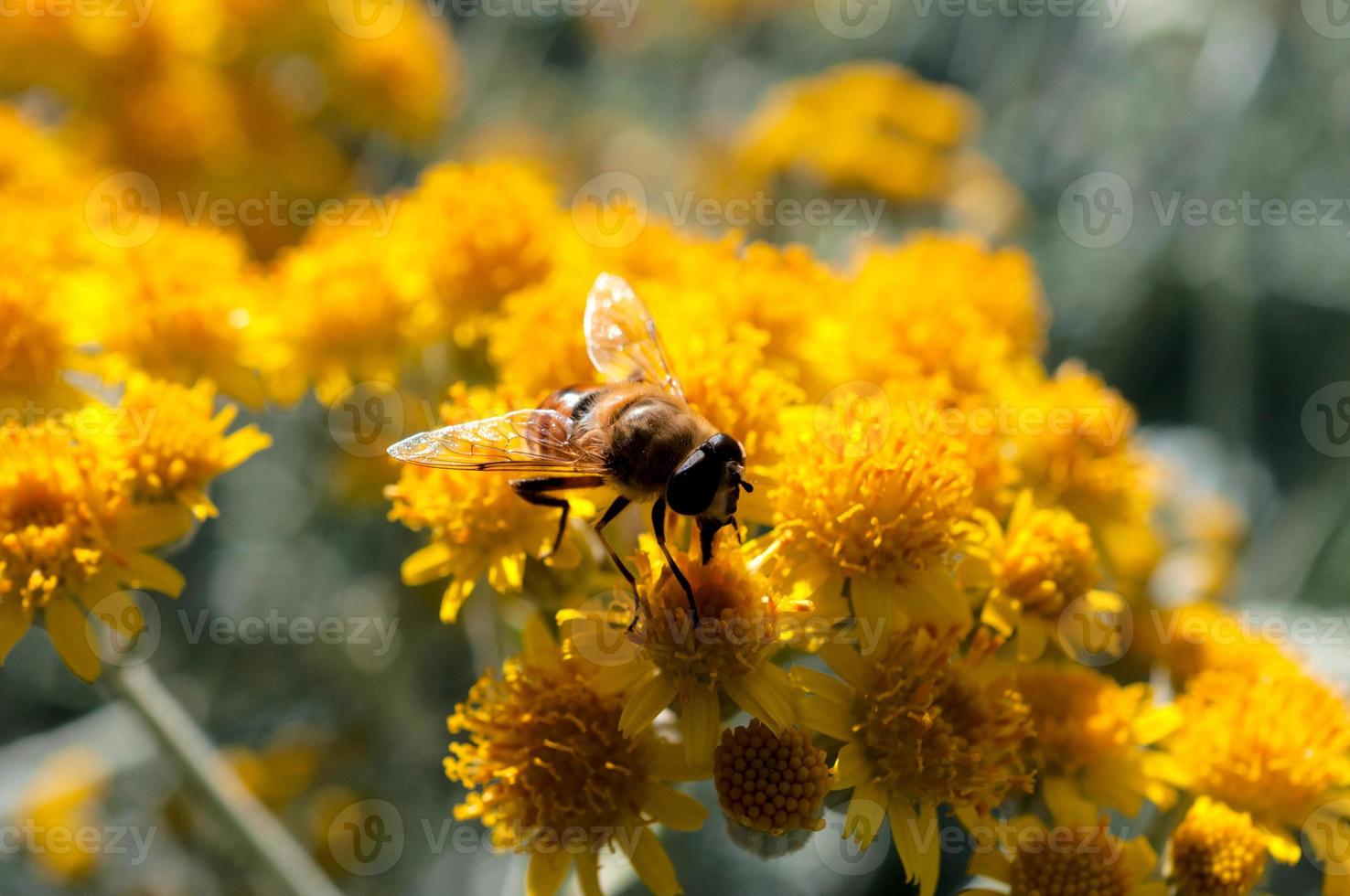 abeja en polen foto