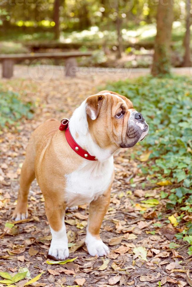 Little English bulldog photo