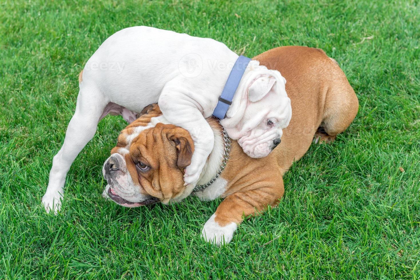 Cute puppy of English bulldog photo