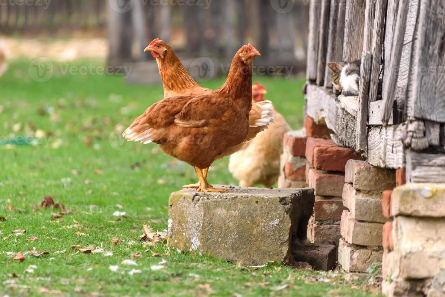 Pareja de pollo foto