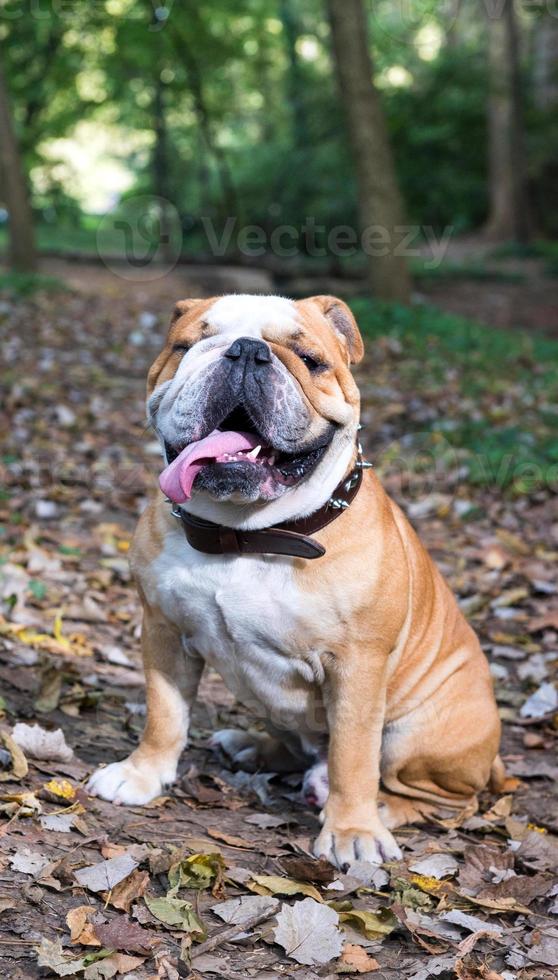 Big English bulldog male photo