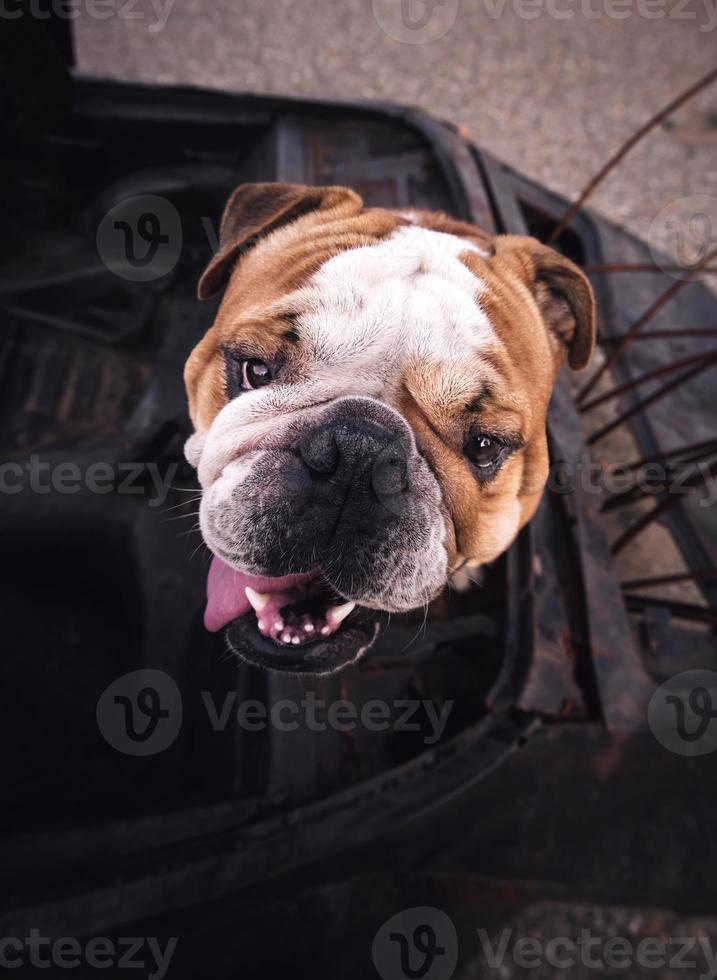 English bulldog head photo