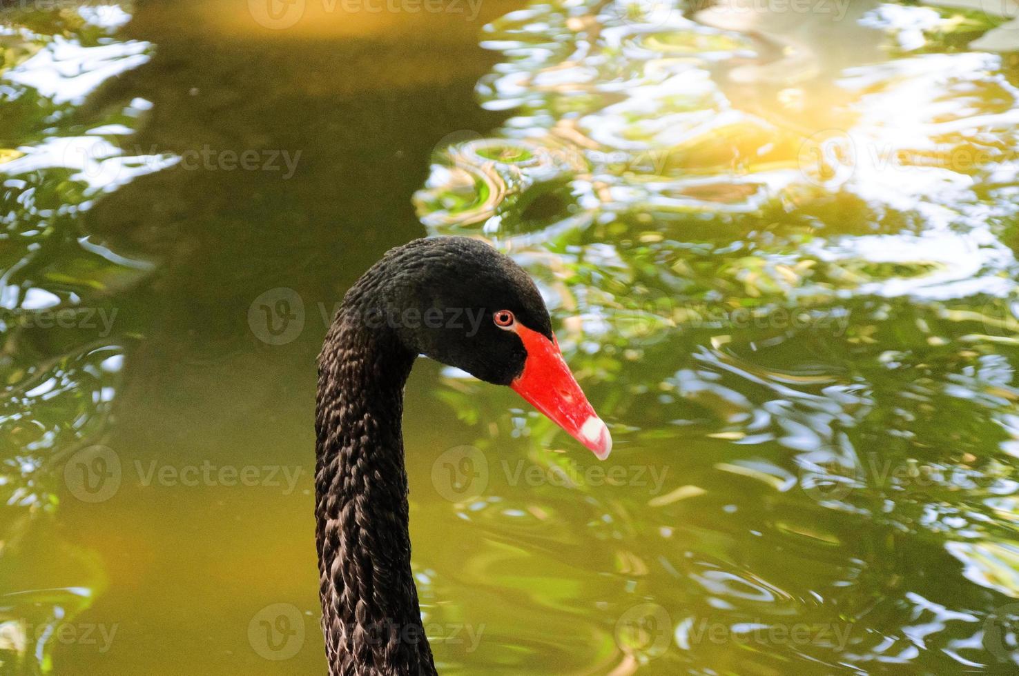 Black swan head photo