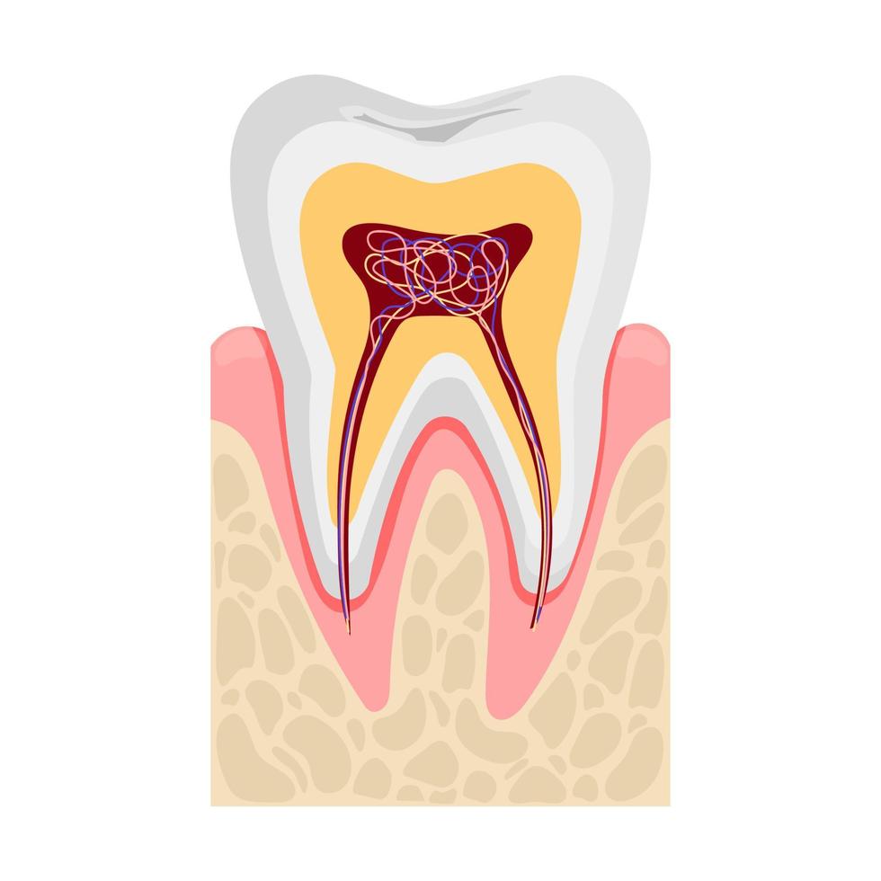 Human tooth anatomy in cross section. Nerves and blood vessels. Flat vector illustration isolated on white.