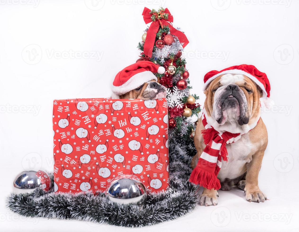 Sleeepy bulldogs with Christmas tree photo