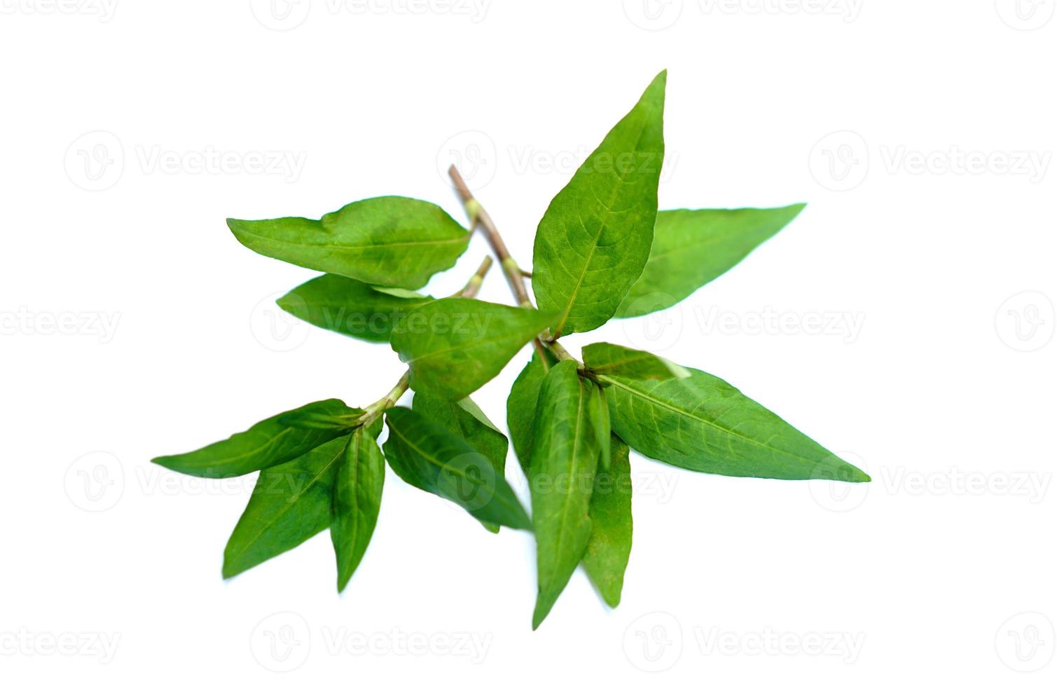 Vietnamese coriander, Pak phai, Pak praew, vegetables on white background. Concept, herbal plants,food ingredient that have medicinal qualification. Seasoning or decorecting on dish for salad or soup. photo