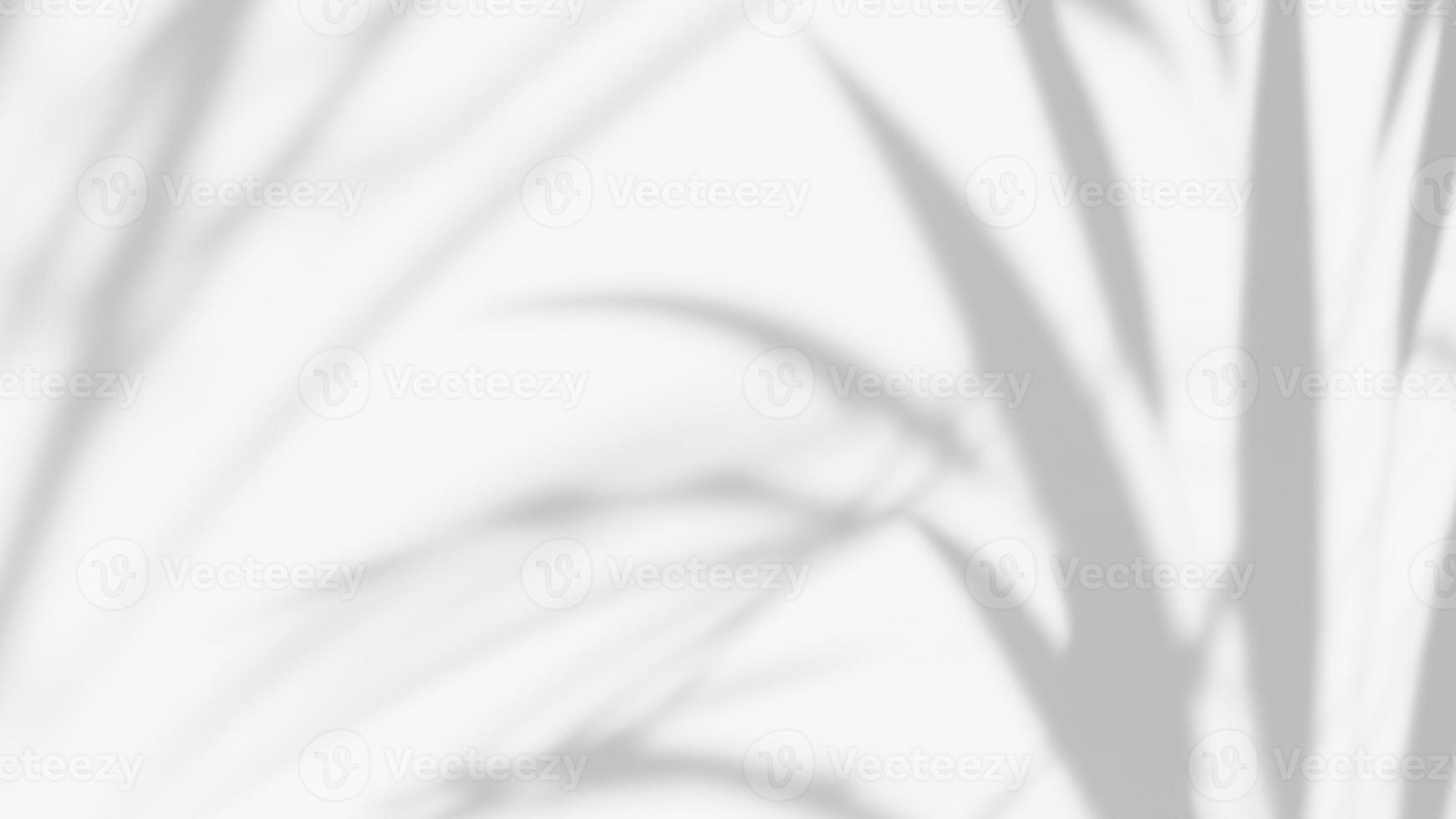 leaf shadow overlay effect. white background with tropical leaves shadows photo