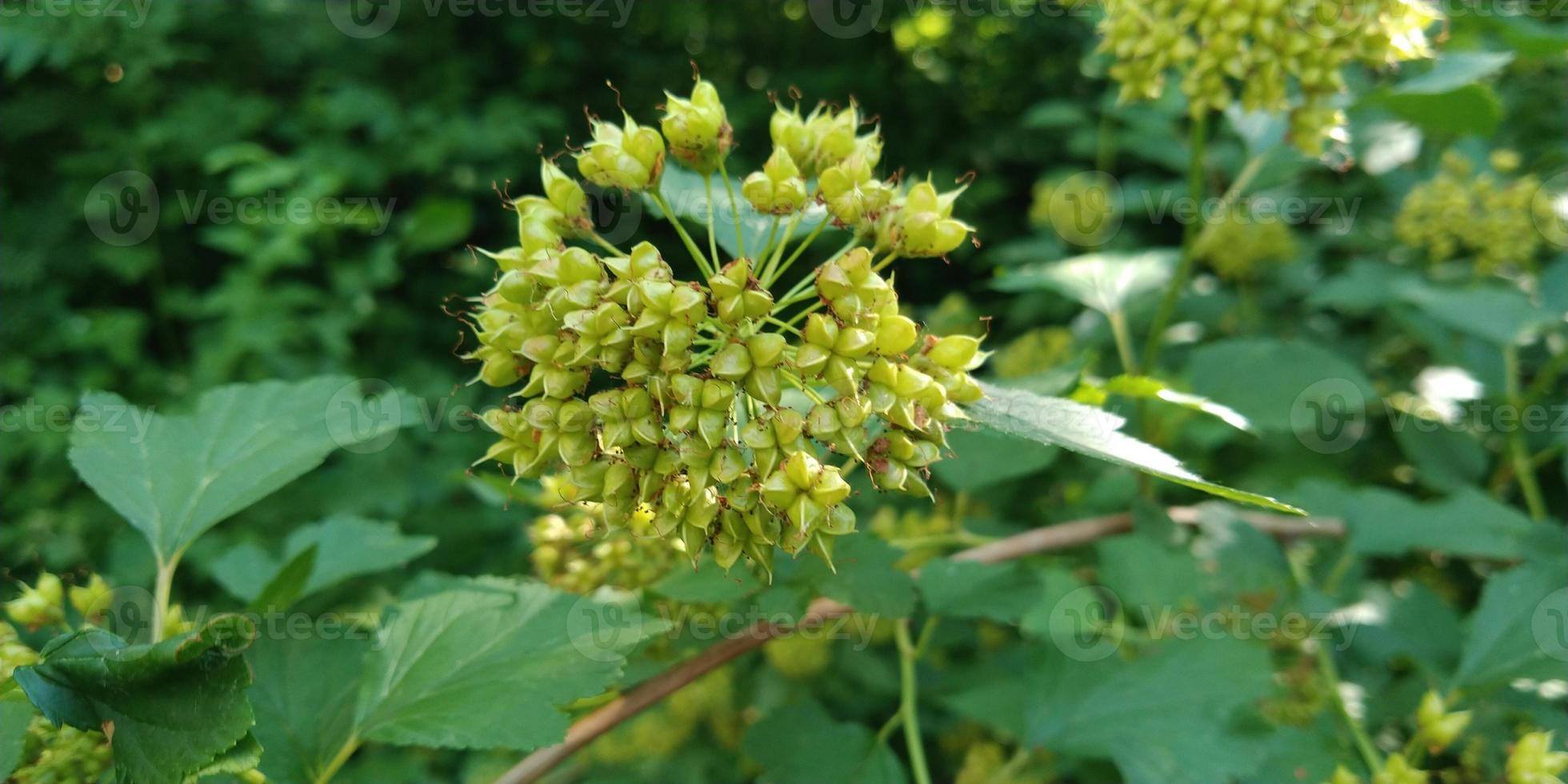 Toxic plants. Flowers blooming. Nature picture. photo