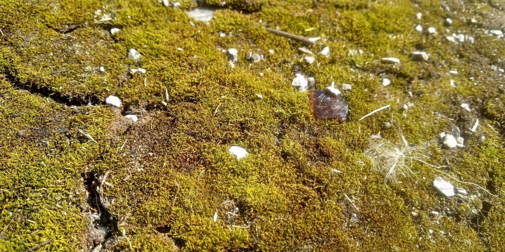 Green moss on the ground. Old tree and young grass. Spring nature. photo