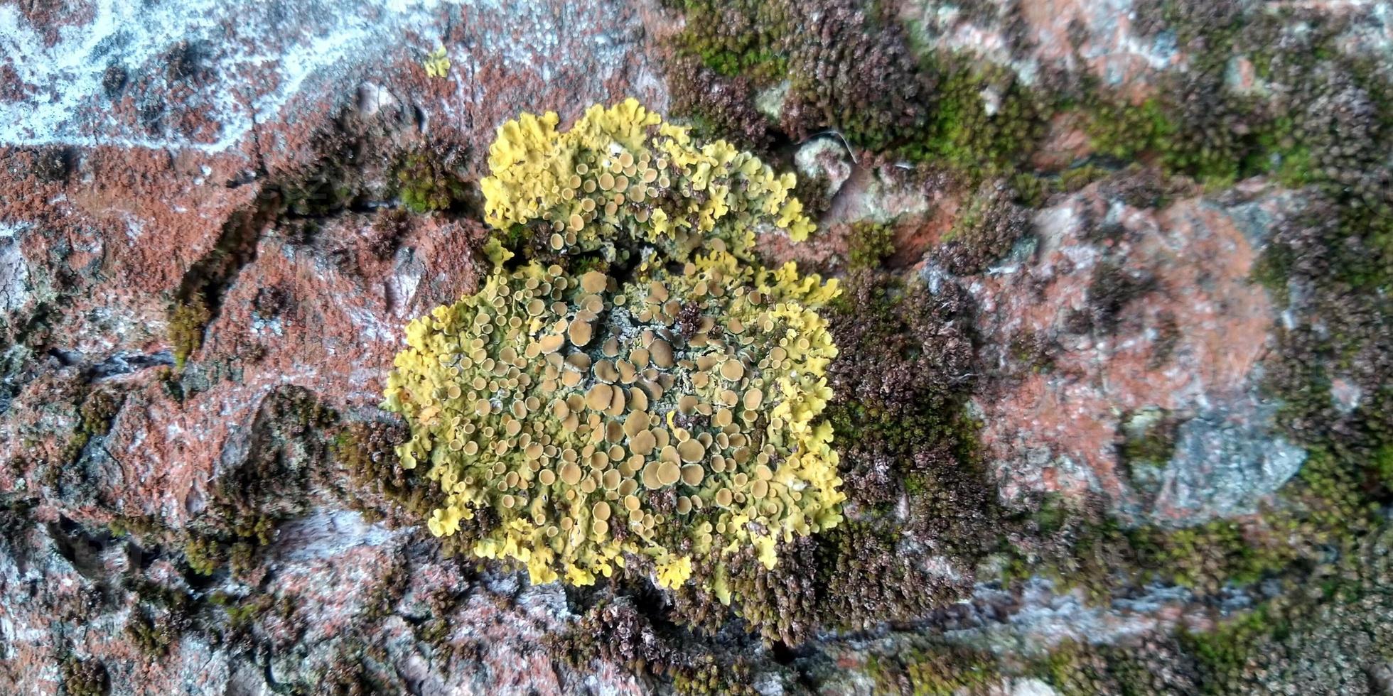 The texture of the tree bark. Moss on a tree trunk. Nature texture background. photo