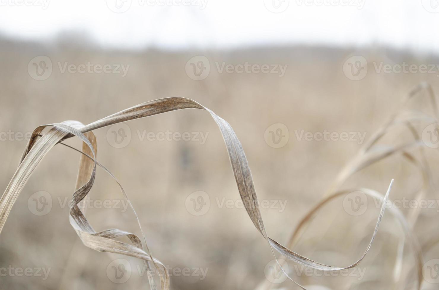 Blurred background. Dry grass. field and meadows landscape. The grass closeup. photo