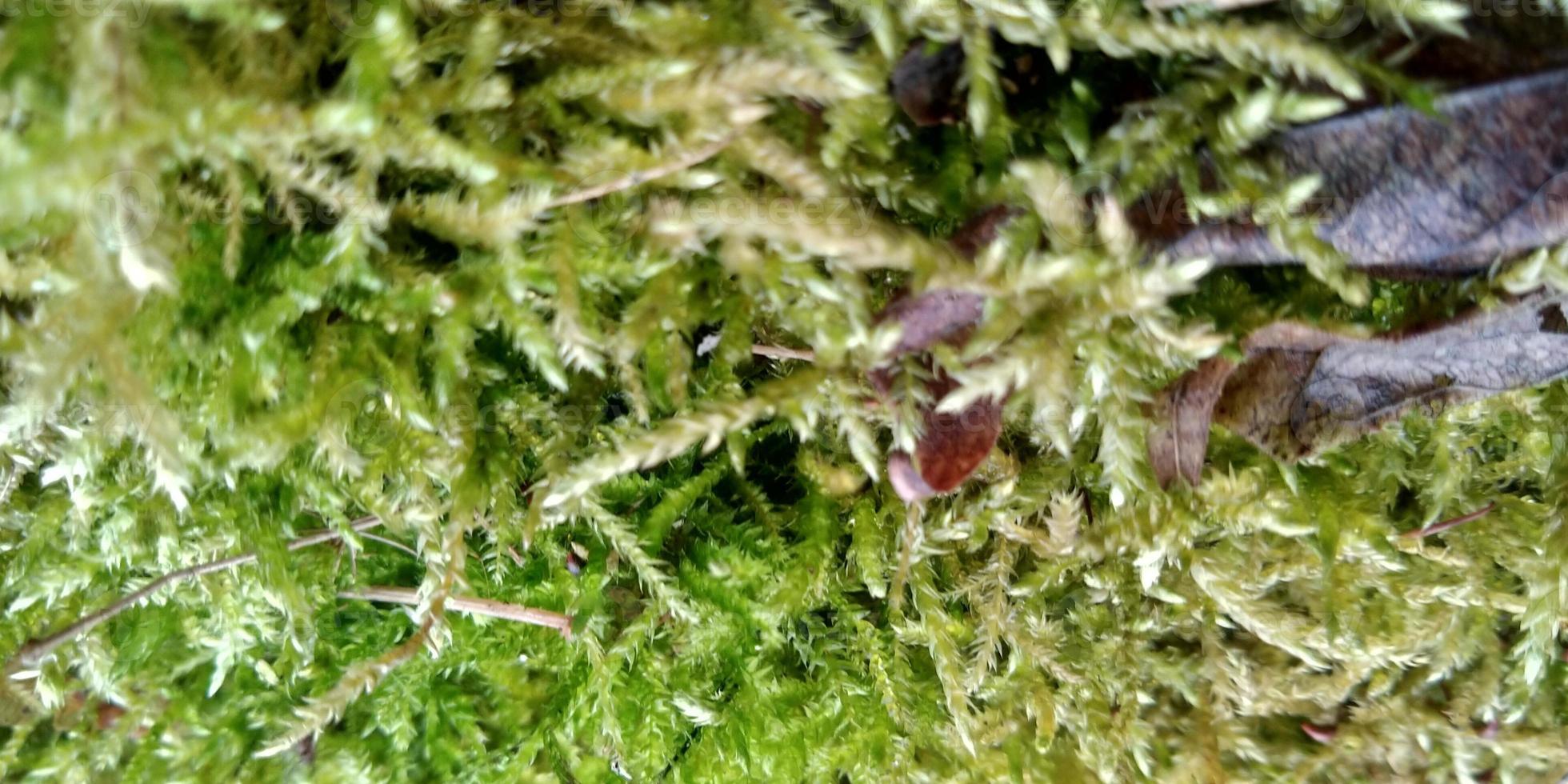 Blurred moss background. Green moss on the ground. Old tree and young grass. Spring nature. photo