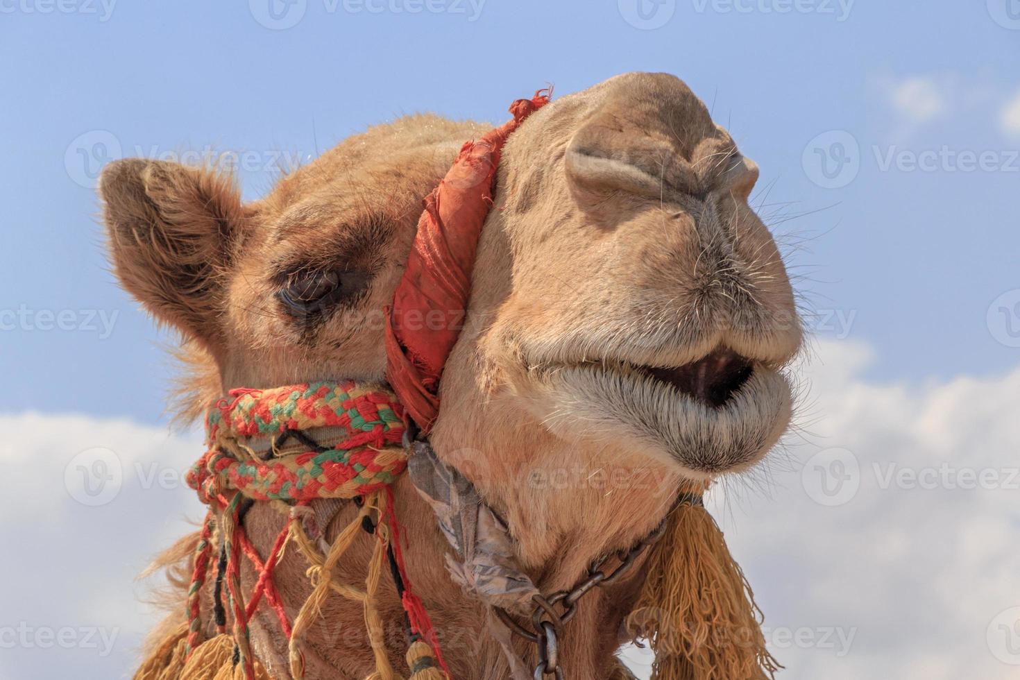 head of camel against sky photo