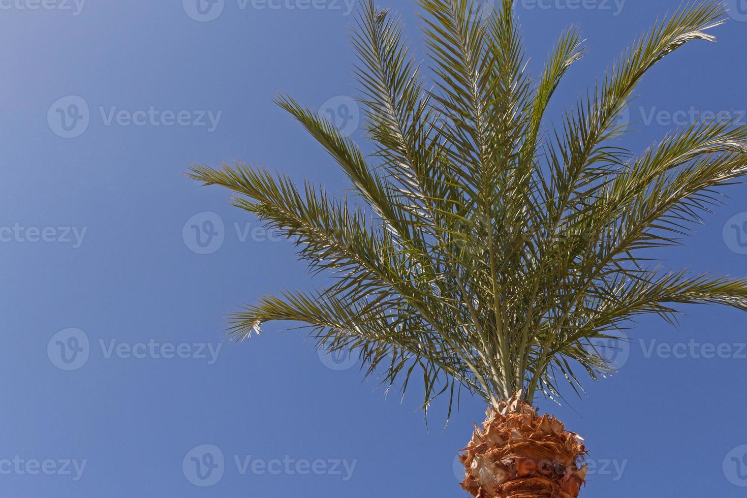 top part of palm tree against blue sky photo