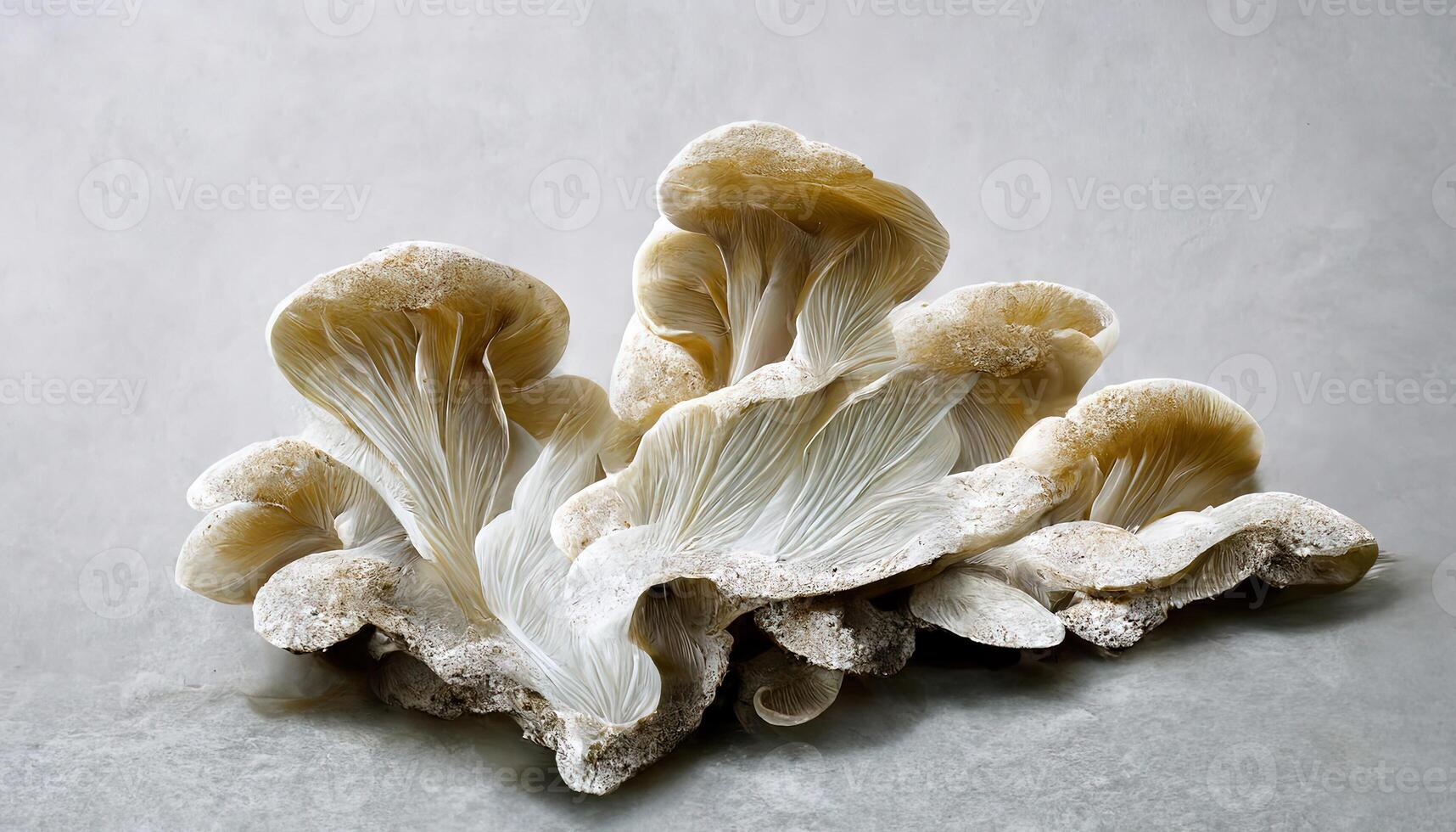 Oyster mushroom pleurotus paths. photo