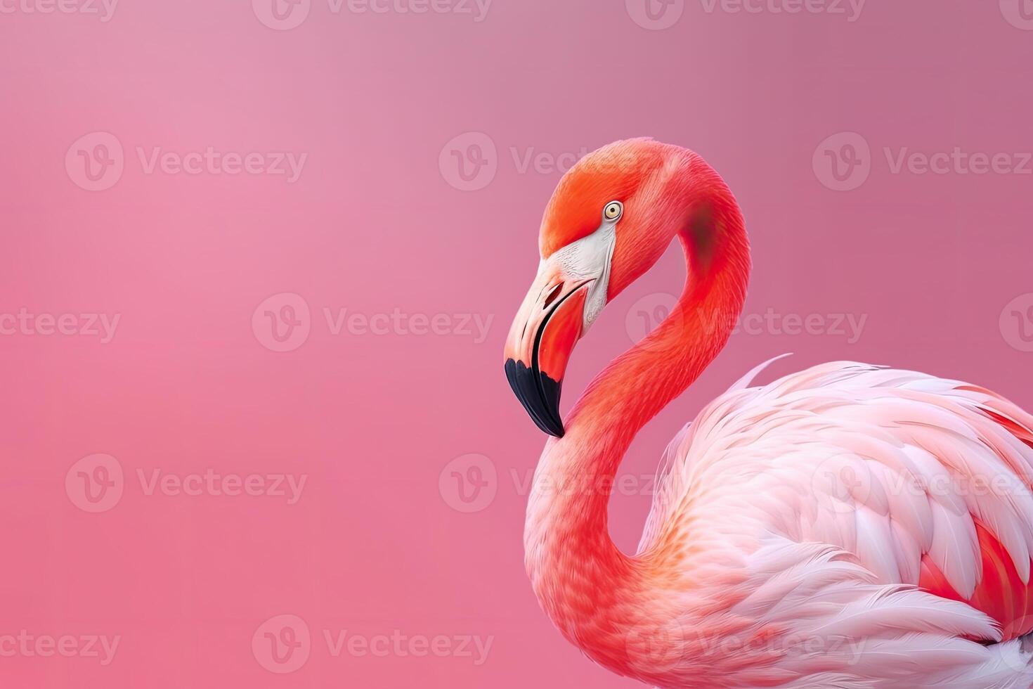 Close up portrait of flamingo bird on pastel colored background. photo