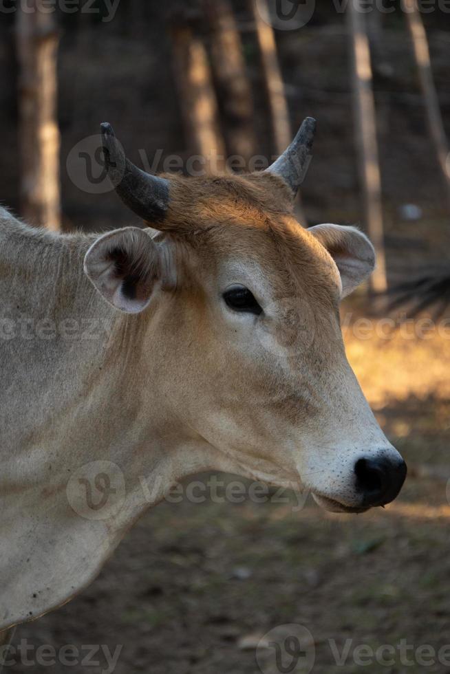 Portrait of a cow at the farm photo