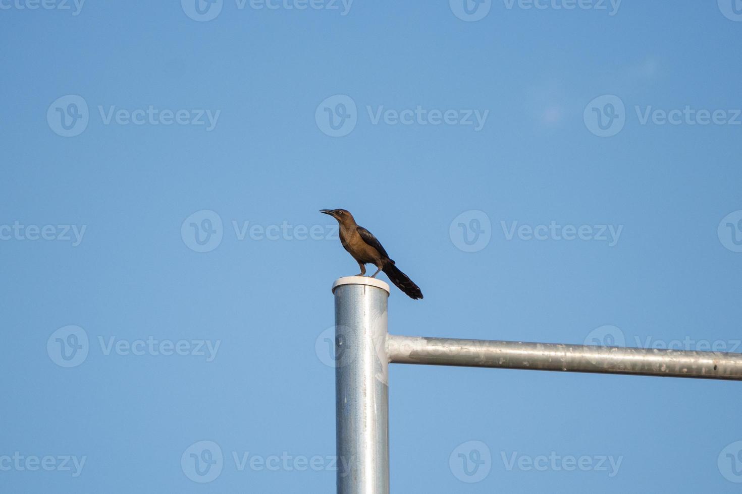 Wild bird standing on a pole photo