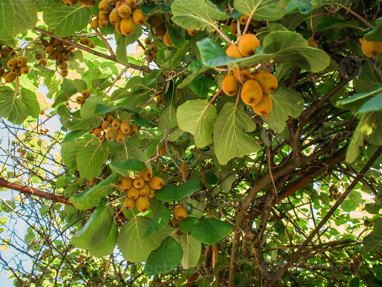 Kiwi picking season. Kiwi on a kiwi tree plantation with with huge clusters of fruits. Garden with trees and organic fruits. Vegan and gardening concept photo