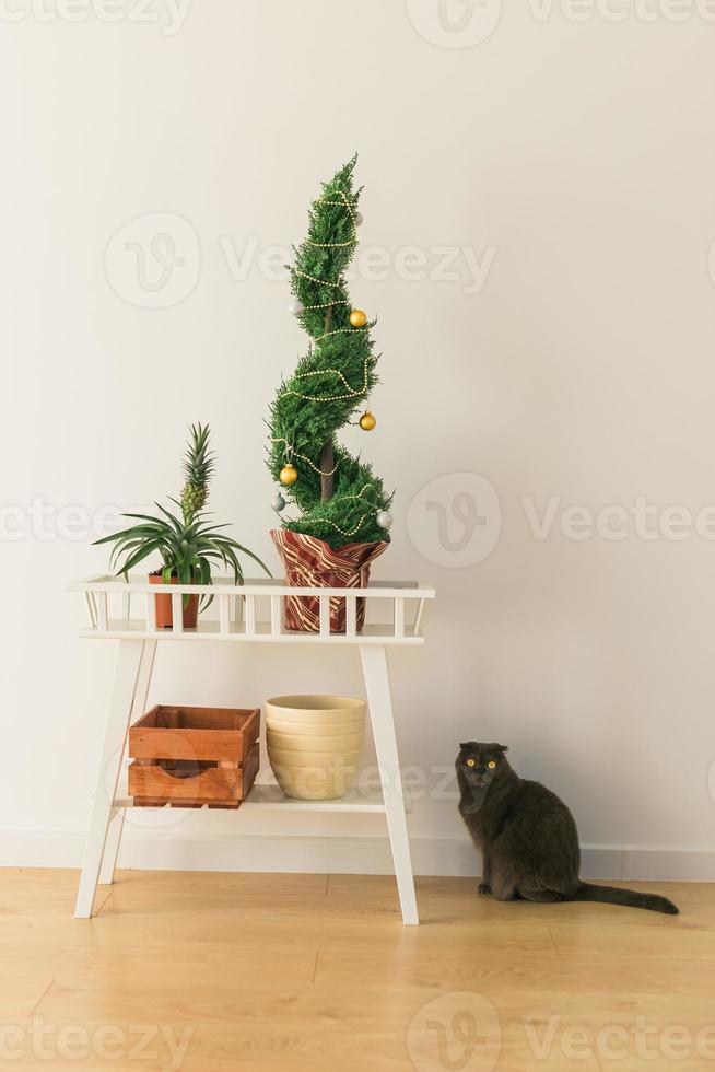 Indoor cypress or thuja in pot is decorating balls like Christmas tree and cat sits near it. Alternative trees for christmas . photo