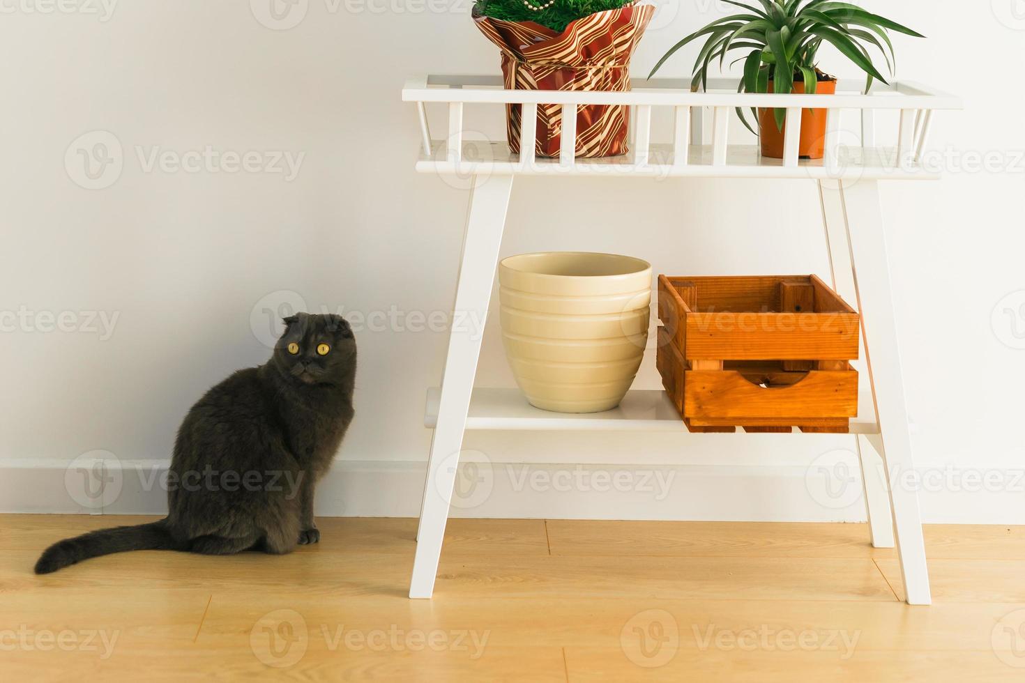 Gray cute cat with yellow eyes of Scottish Fold breed having fun at home photo