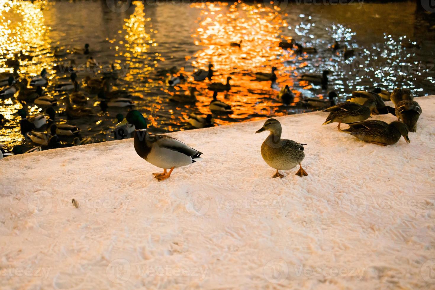 invierno retrato de Pato en un invierno público parque. Pato aves son en pie o sentado en el nieve. migración de aves. patos y palomas en el parque son esperando para comida desde gente. foto