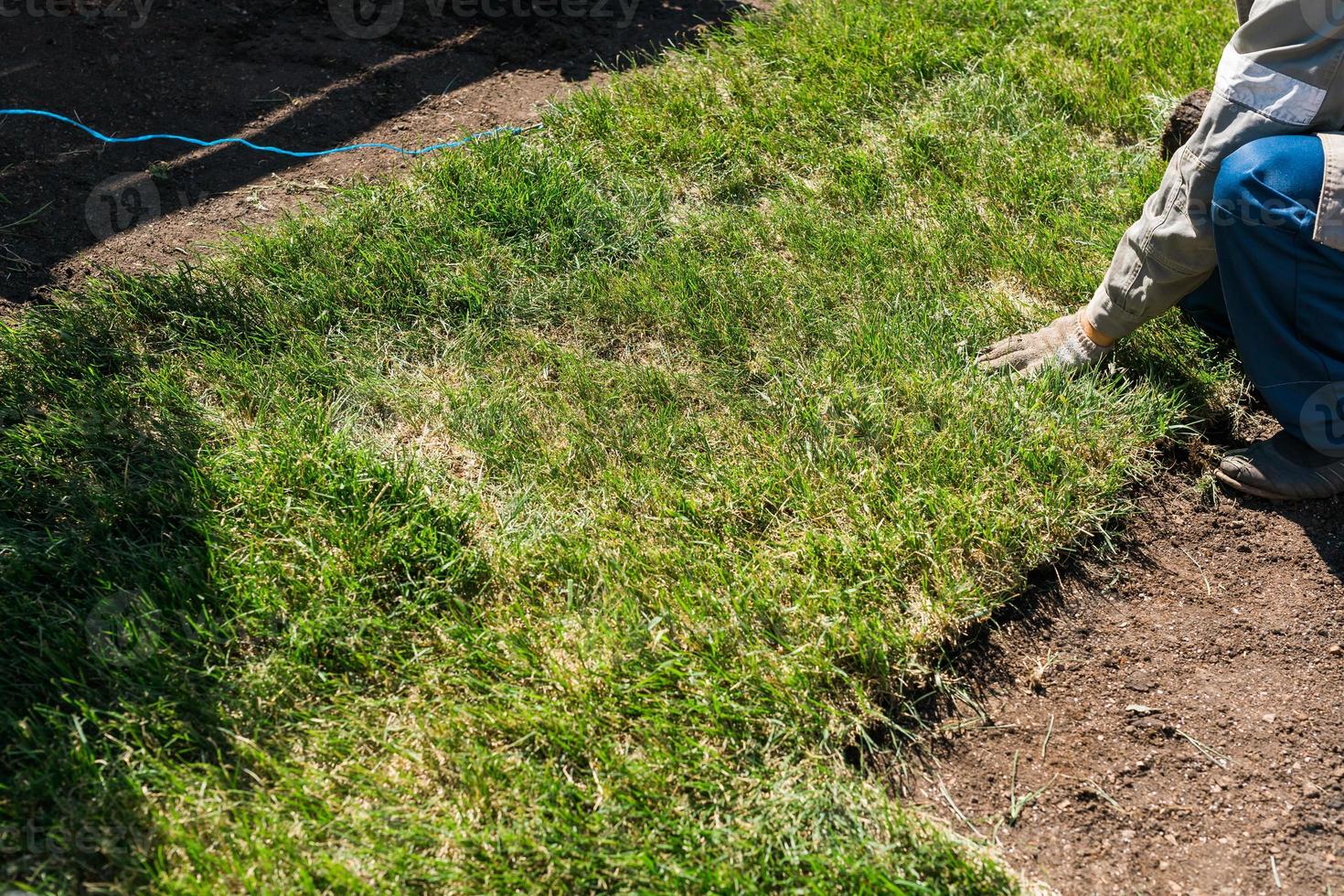 Close-up man laying grass turf rolls for new garden lawn photo