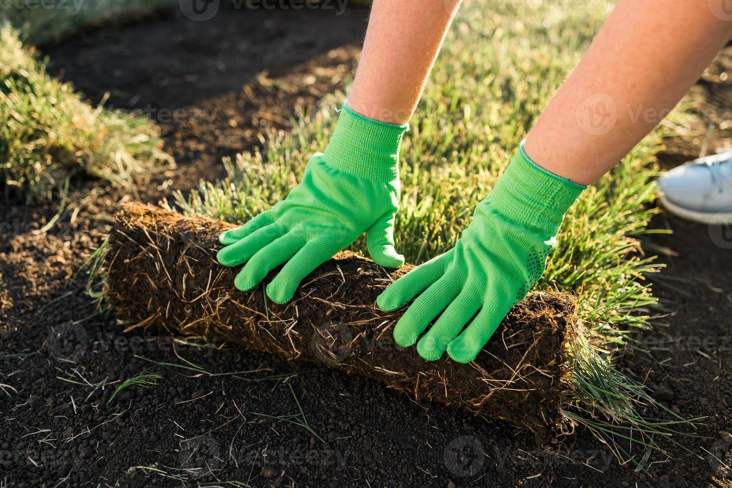 Close up woman laying sod for new garden lawn - turf laying concept photo