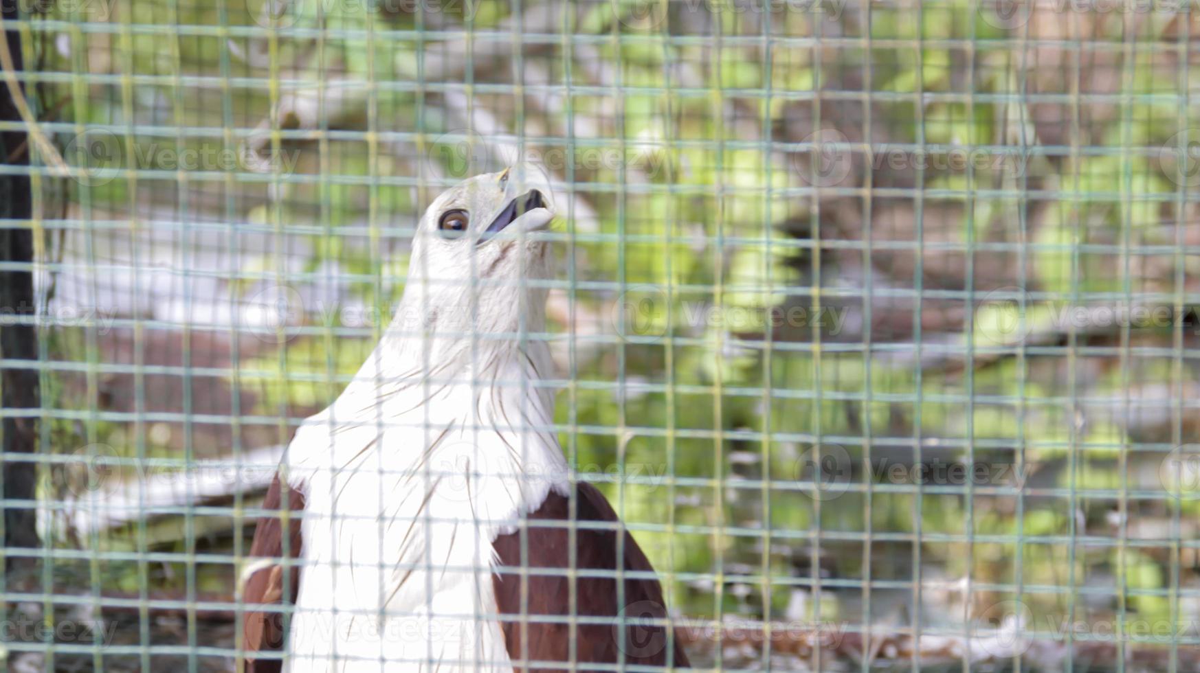 Brahminy kite or brown hawk, falcon or white head eagle in a cage. photo