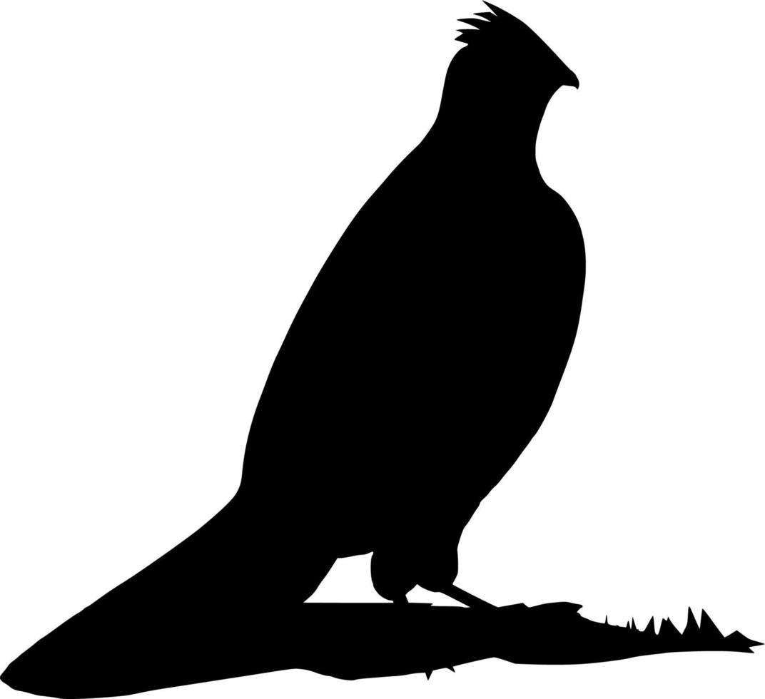 Vector silhouette of Bird on white background