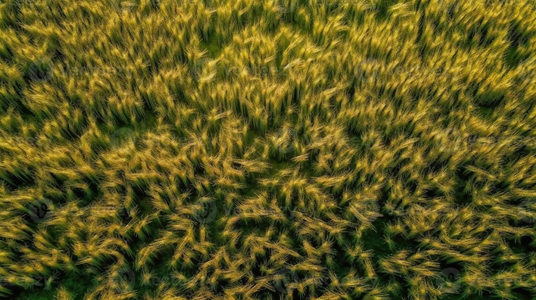 dorado trigo campo, ai generado imagen foto