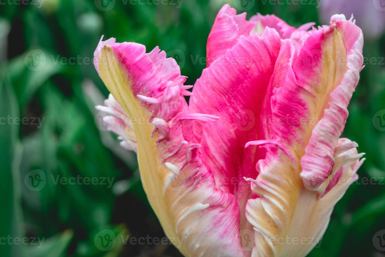 Close up from the beautifull Dutch tulips in spring. photo