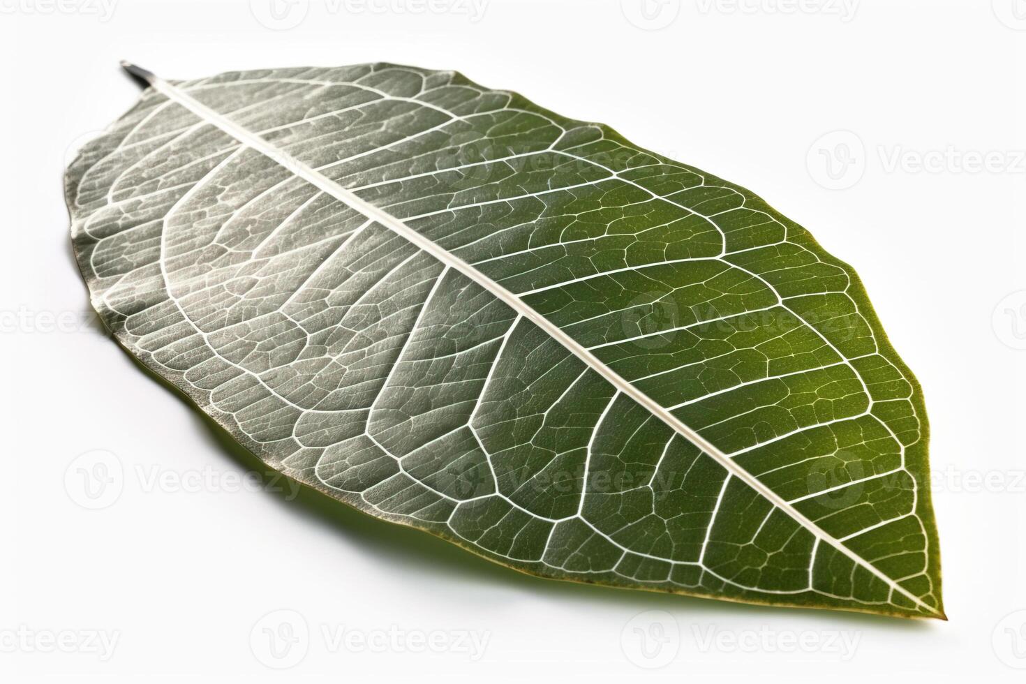 Green textural leaf from a tree close-up, isolate. . photo